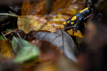Spotted salamander on wet leaf.