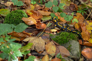 Spotted salamander on wet leaf.