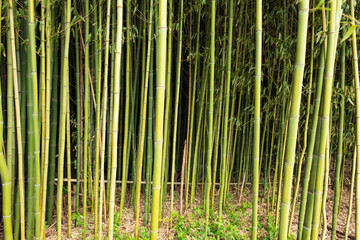 Close-up of bamboo growing at the edge of the field