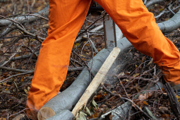 Man cutting wood in forest, trunk between legs.