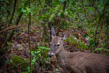 deer in the woods
