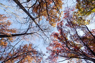 Colorful fall trees in the forest against the sky from below.