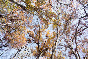 Obraz premium Colorful fall trees in the forest against the sky from below.