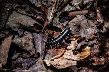 Millipede crawling on decaying leaves on the forest floor