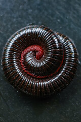 the shape of a millipede