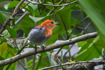robin on a branch