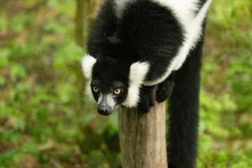 Black and white Ruffed Lemur closeup