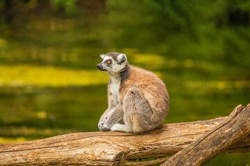 Ring-tailed lemur (Lemur catta) Berlin zoo