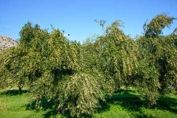 Olive tree branches loaded with olives ready to harvest. Heraklion, Crete, Greece.