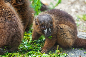 red-fronted brown lemur with long beautiful tail