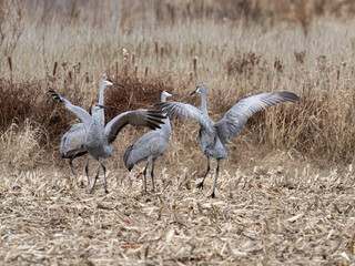 sandhill cranes spread their wings and takeoff from a corn field on an autumn day during migration in Minnesota