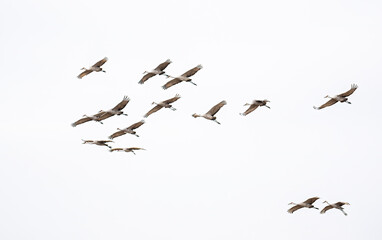 Sandhill cranes with sings spread wide fly high in the sky during the autumn migration through...
