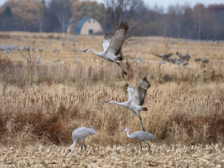 Obraz na płótnie Canvas sandhill cranes spread their wings and takeoff from a corn field on an autumn day during migration in Minnesota