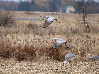 sandhill cranes spread their wings and takeoff from a corn field on an autumn day during migration in Minnesota