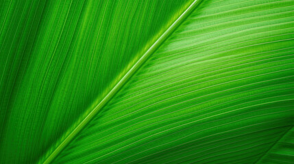 Tropical leaf texture with streaks close-up macro as background wiht different tones of green