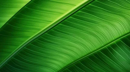 Fotobehang Tropical leaf texture with streaks close-up macro as background wiht different tones of green © Gertrud