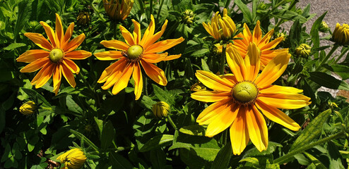 Yellow flower rudbeckia hirta or rudbeckia fulgida. Panorama.