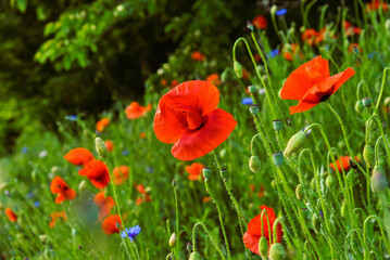 Red poppy flowers on a green meadow.