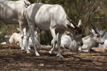herd of antelope