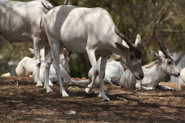 Fotobehang herd of antelope © Fatima