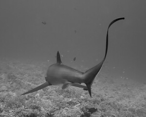 Thresher Shark