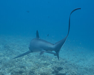 Thresher Shark
