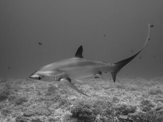 Thresher Shark