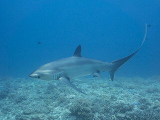 Thresher Shark
