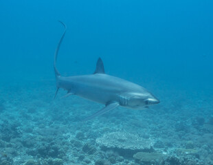 Thresher Shark