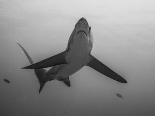 Thresher Shark