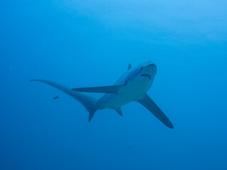 Thresher Shark