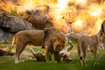 Pair adult Lions playing in zoological garden