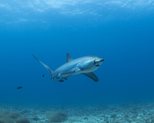 Thresher Shark