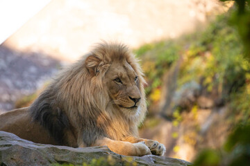 adult Lion playing in zoological garden