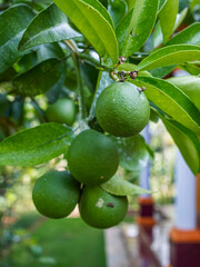 lime on tree