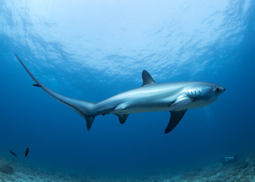 Thresher shark