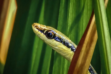 green snake in the grass