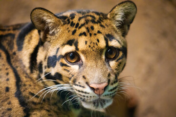 clouded leopard (Neofelis nebulosa) wild cat