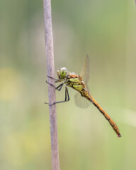 close up of a dragonfly