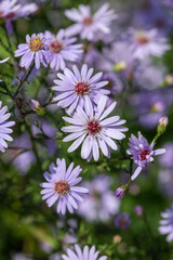 Obraz premium Aromatic aster (symphyotrichum oblongifolium) flowers in bloom