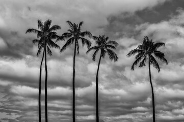 Palm Grove Silhouetted Under Dark Storm Clouds.