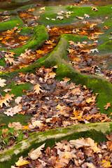 Autumn landscape in the woods.