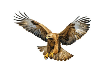 Obraz premium The golden eagle is flying.