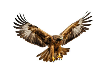 Naklejka premium The golden eagle is flying.
