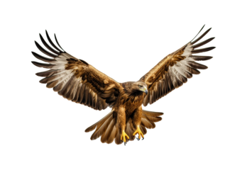 The golden eagle is flying.