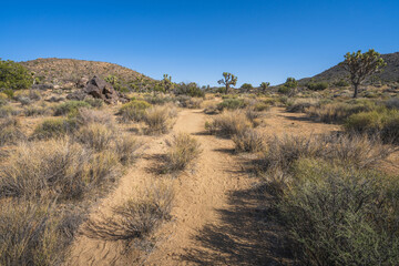 hiking the lost horse mine loop trail in joshua tree national park, california, usa