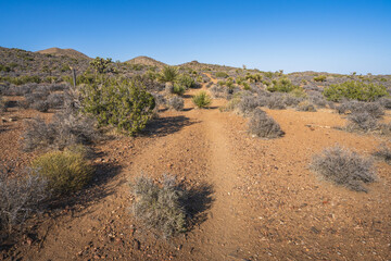 hiking the lost horse mine loop trail in joshua tree national park, california, usa