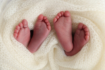 Legs, toes, feet and heels of newborn twins. Wrapped in a knitted white blanket. Studio macro photography of the legs of newborn twins, close-up white backgraund. Two newborns. - obrazy, fototapety, plakaty