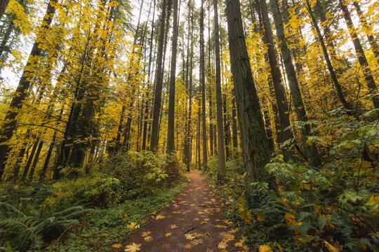 Hiking trail path in autumn woodland forest
