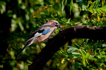 The Eurasian jay, Garrulus glandarius, is a species of passerine bird in the crow family Corvidae.